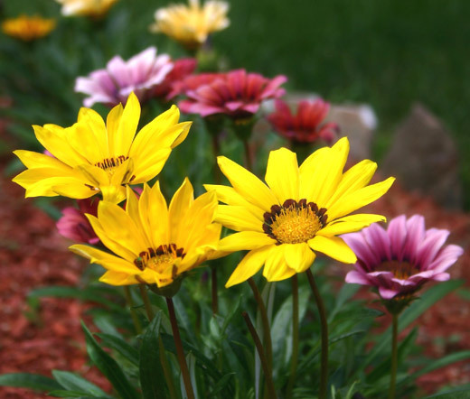 GAZANIA GARDEN LEADER MIXED COLORS Gazania Rigens – 100 Bulk Seeds