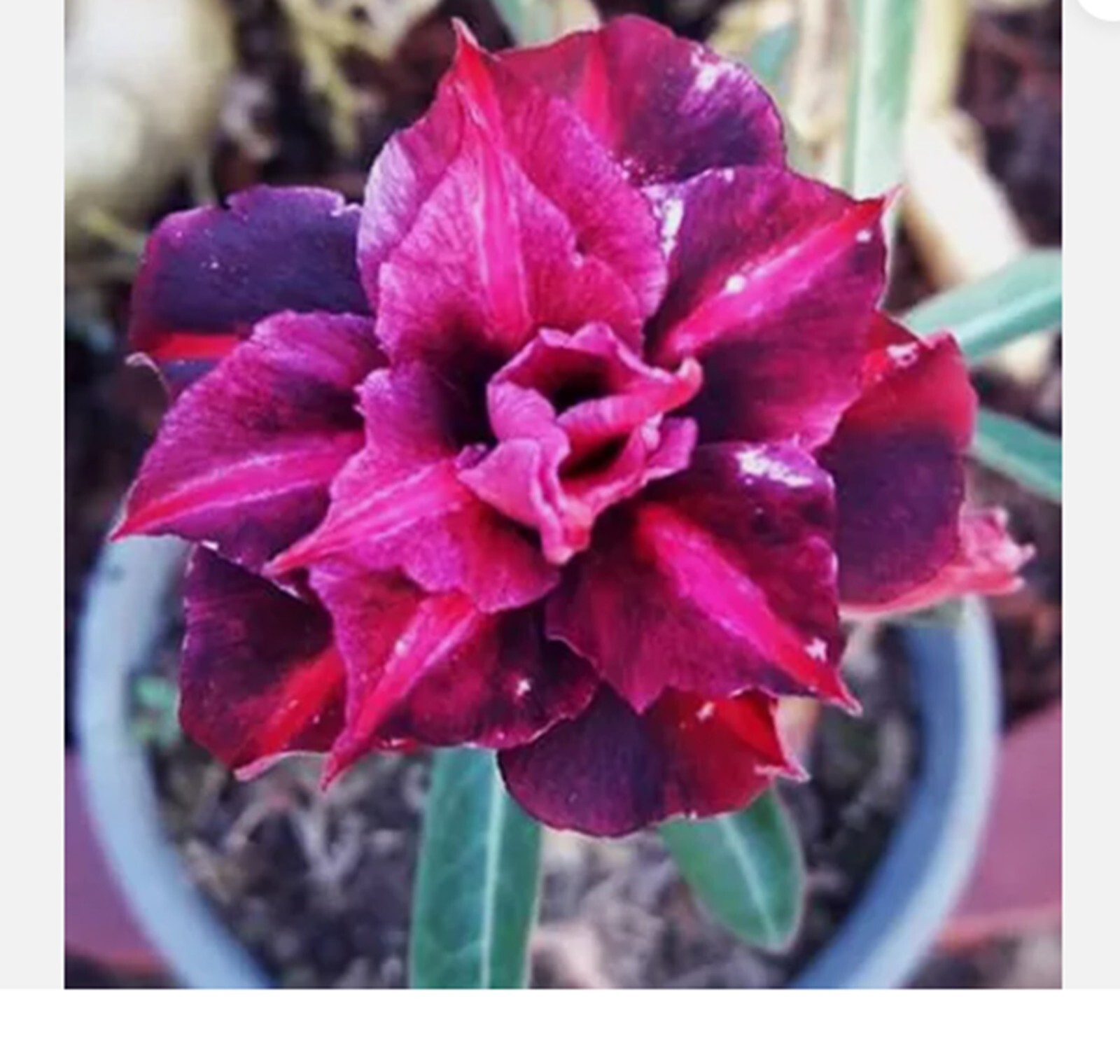 4 Raident Desert Rose Seeds Adenium Obesum Flower Perennial Seed US SELLER