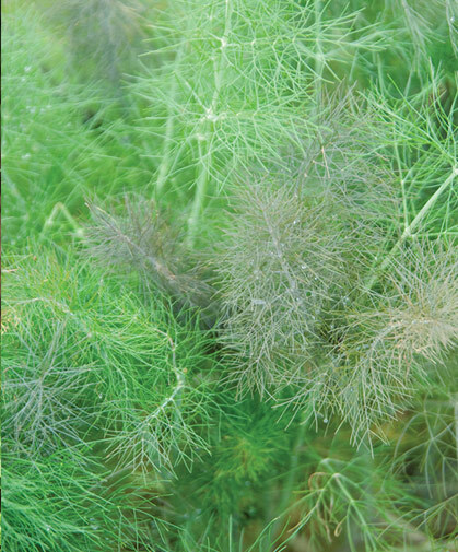 Leaf Fennel Seeds, organically grown, qty 100: Grow for cooking or butterflies!