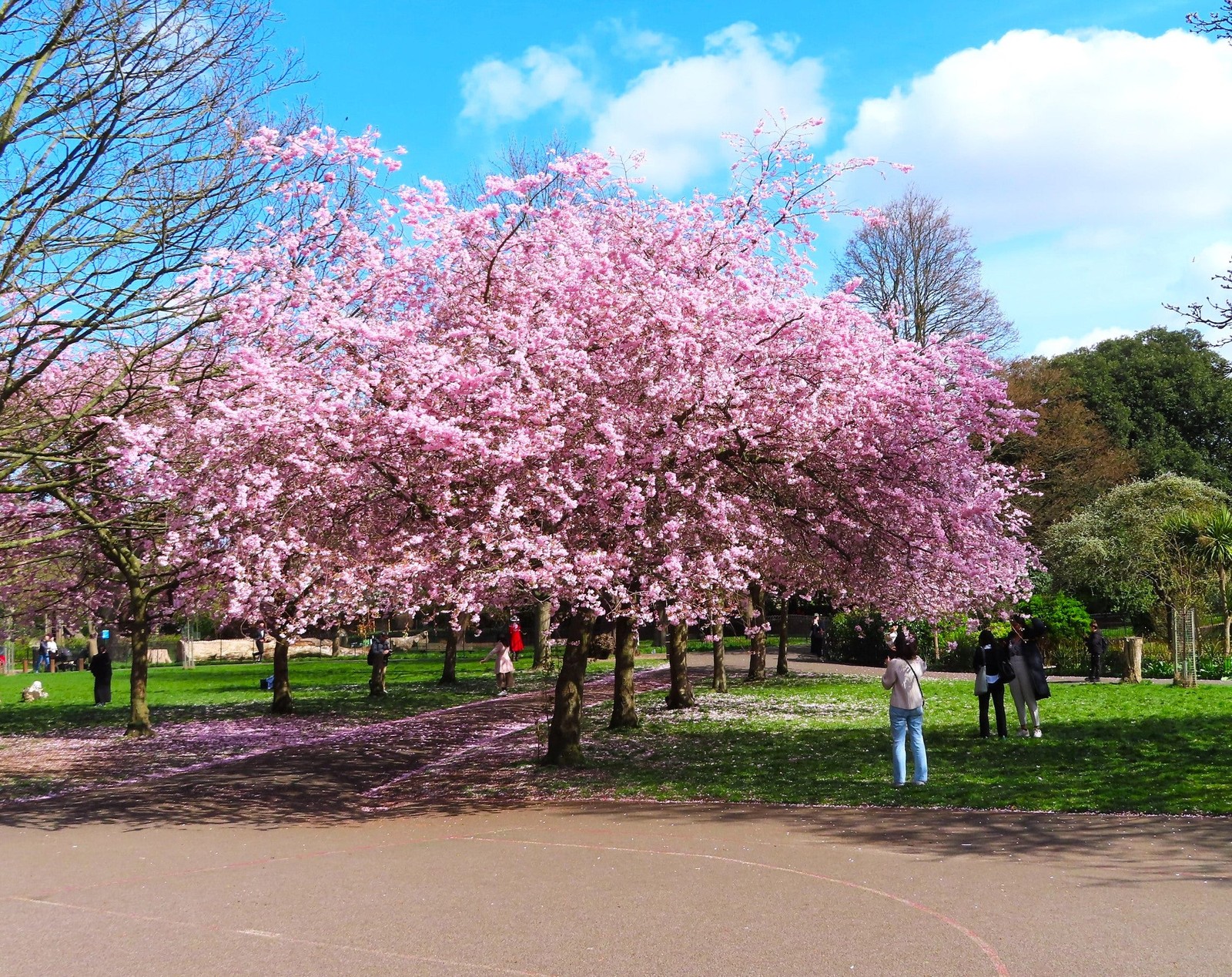 Japanese Cherry Blossom Tree Seeds – For 2026 Planting Sakura Pink Flowering