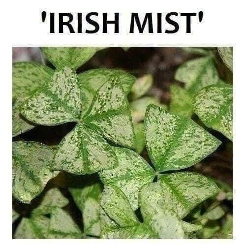 Oxalis Regnelli “Irish Mist” Shamrock/Wood Sorrel (Bulb/Not Plant) – US Seller!