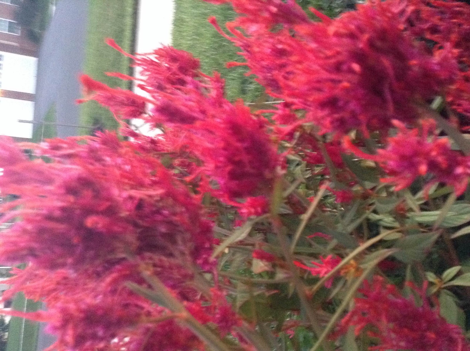 100 Plumed Celosia Crested Cockscomb Seeds for 2024 Beautiful Garden Flowers