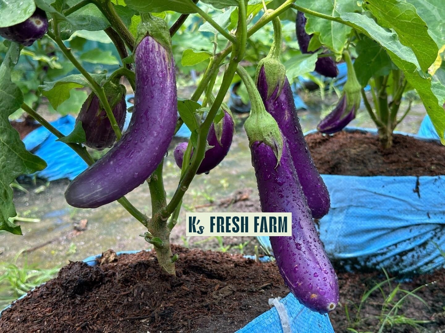LONG PURPLE EGGPLANT SEEDS, HẠT CÀ TÍM DÀI, 紫茄子, 보라색 가지