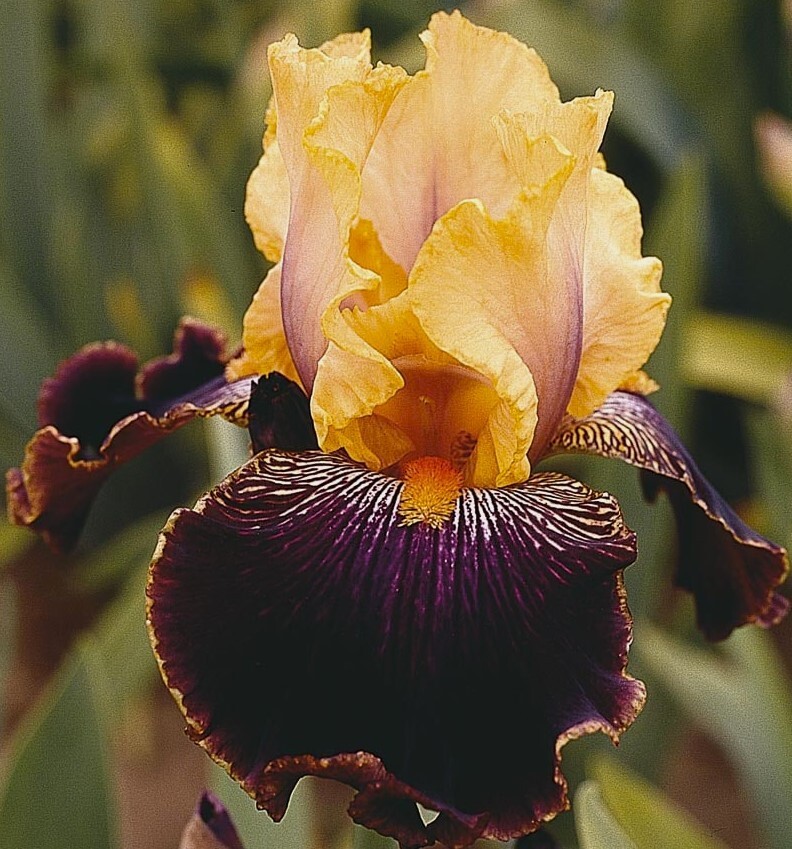 Sun Devil Bearded Iris Rhizome, Purple & Yellow Flowering Perennial Iris Root