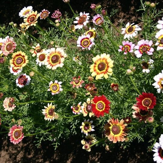 50pcs Painted Mix Daisy Flower Seeds Non GMO Heirloom Pink Indian Blanket Colors