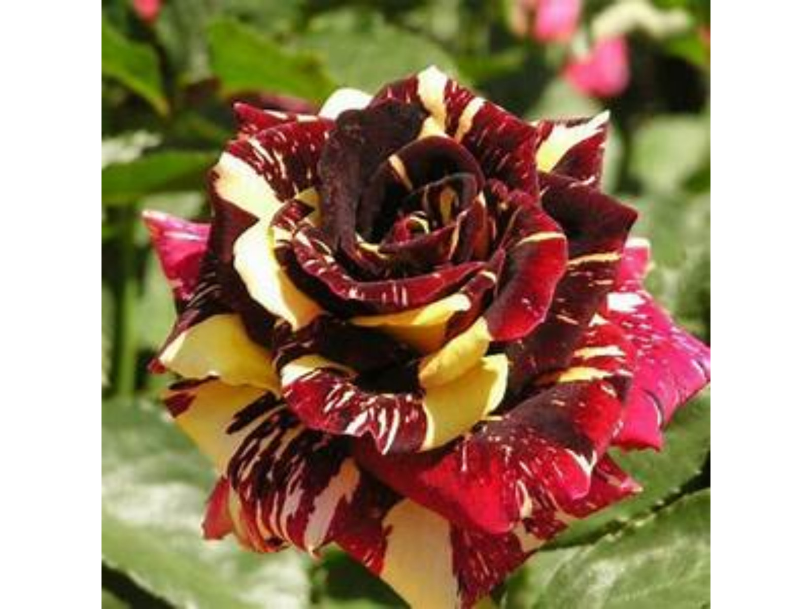 30+ Seeds| Mix Perennial Rose Seeds- Asian #1060