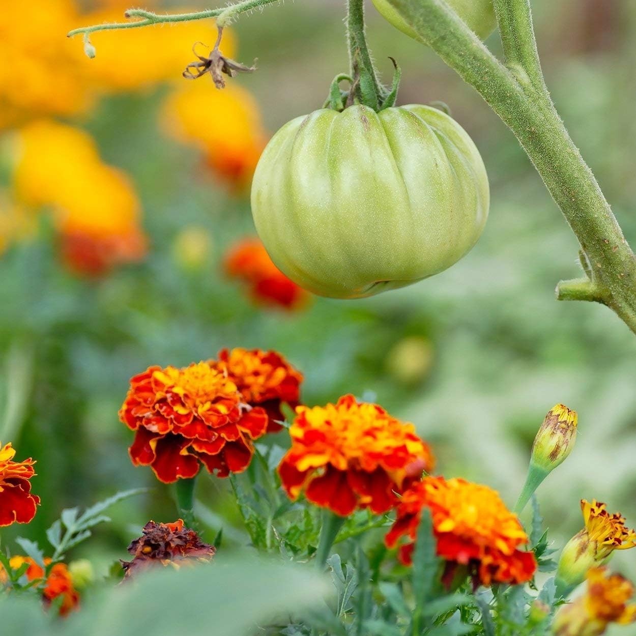 Fragrant Marigold Seeds – Petite Mixture for All Seasons, 200 Non-GMO Seeds