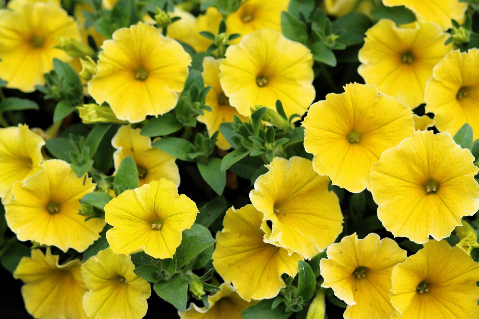 250 MIXED COLORS PETUNIA Red Pink White Purple ++ Flower Seeds *Flat S/H