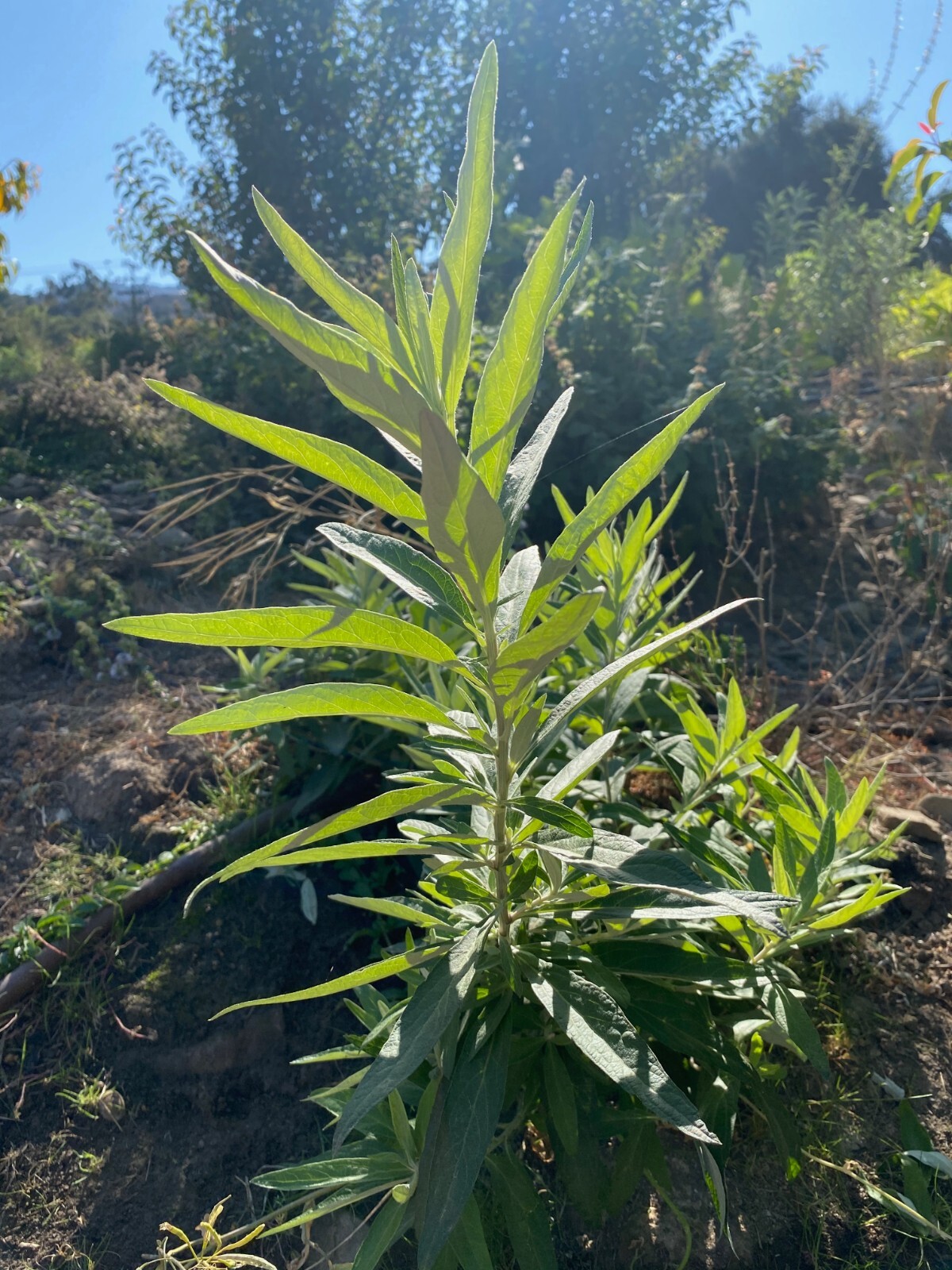California Mugwort Seeds
