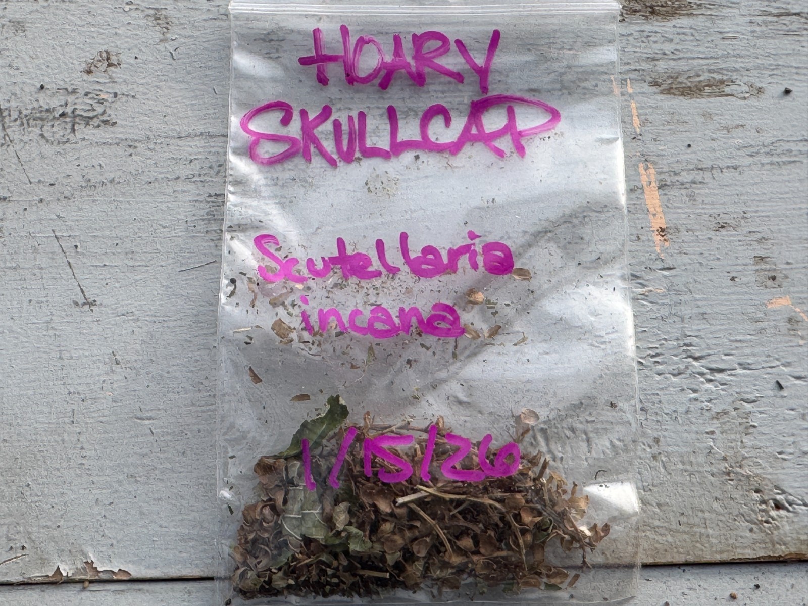 BULK SEEDS!…Scutellaria incana…Hoary Skullcap/Downy Skullcap…QTY/bag=50
