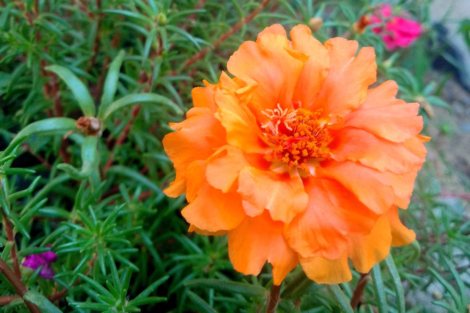 100 ORANGE PORTULACA Moss Rose Portulaca Grandiflora Flower Seeds *Comb S/H