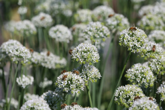 Mountain Mint {Pycnanthemum virginianium} 100+ seeds Free U.S. Shipping!