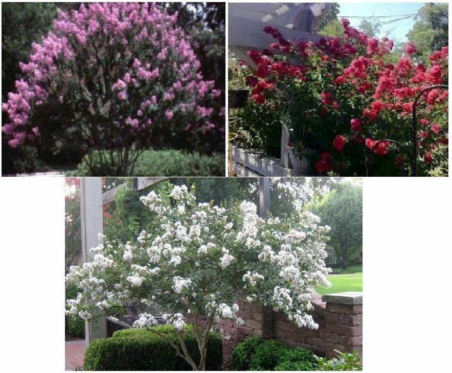 Lot of 3 Kinds of Crepe Myrtle Bushes White, Pink and Fushia Red Over 75 Seeds