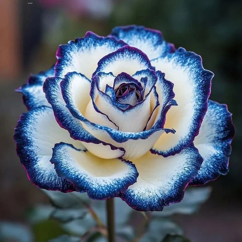 300+Mixed Climbing Rose Rosa Seeds for Planting Outdoors -Heirloom Garden Vine