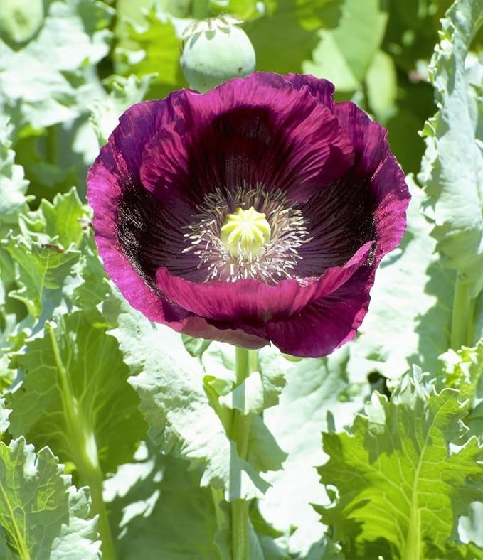 5,000+ Heirloom Organic Lauren’s Grape Papavaer Somniferum Poppy Seeds. Non-GMO
