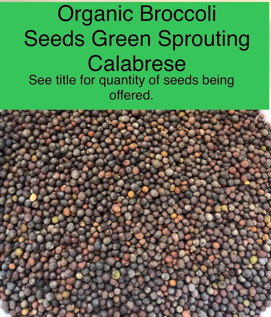 BROCCOLI Green Sprouting CALABRESE ORGANIC HEIRLOOM Pure Seed 500 Seeds