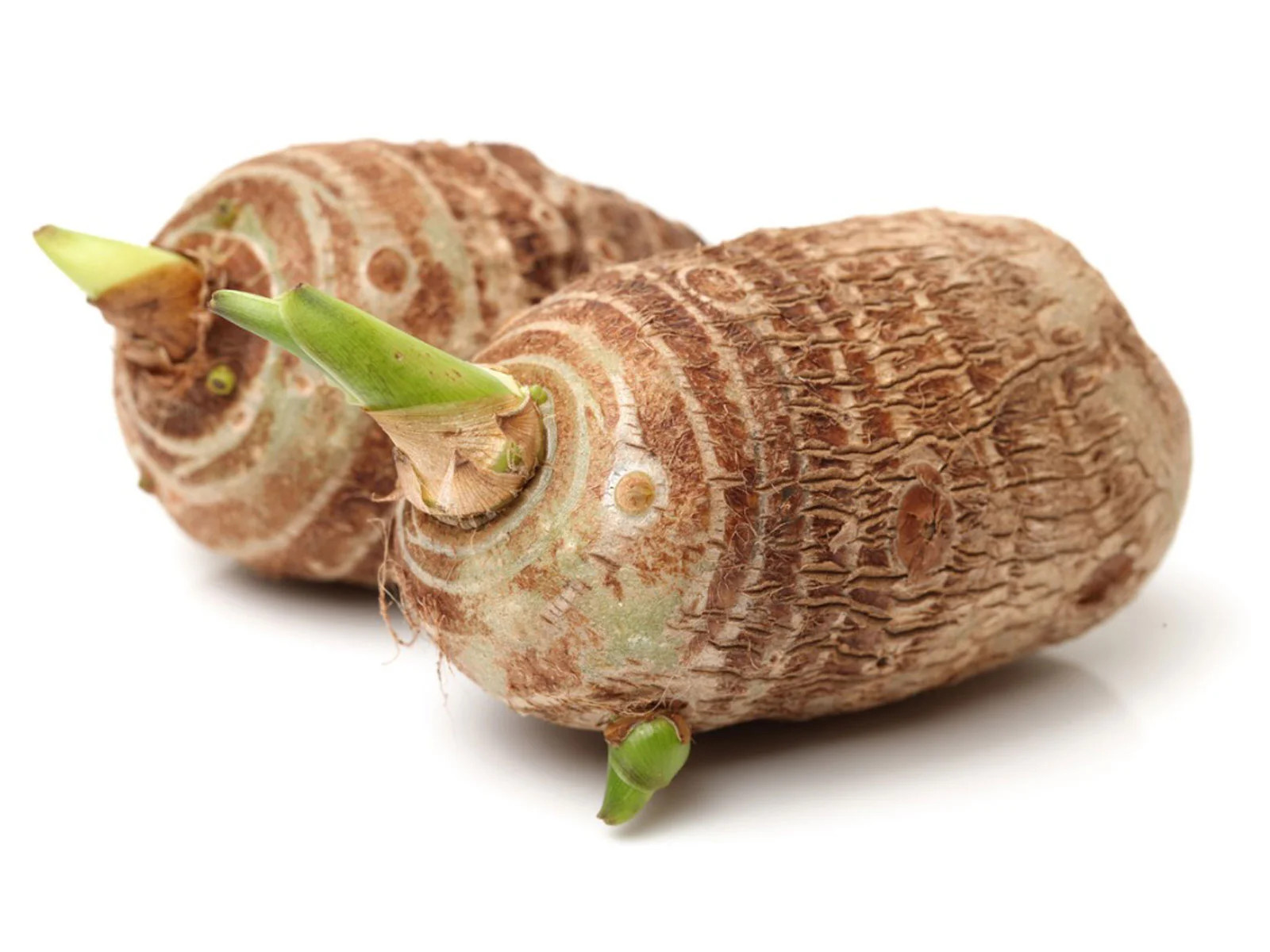 20 LIVE Colocasia Esculenta Elephant Ear Taro Gabi Kalo Eddo Bulbs READY to GROW