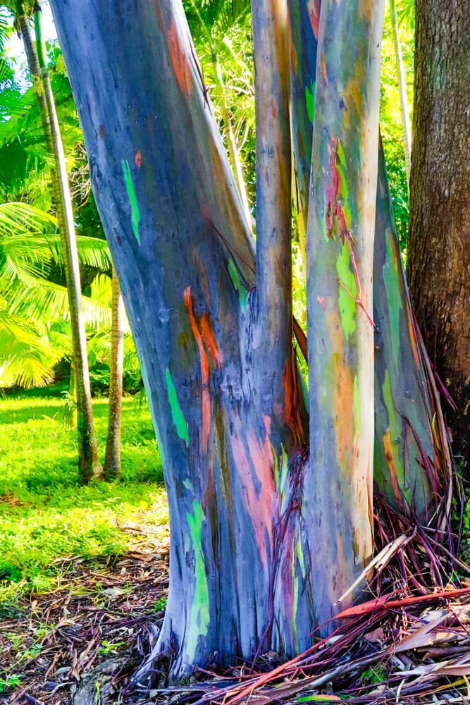 Rainbow Eucalyptus Tree Seeds – 50 Seeds – Stunning Colored Bark – Eucalyptus de