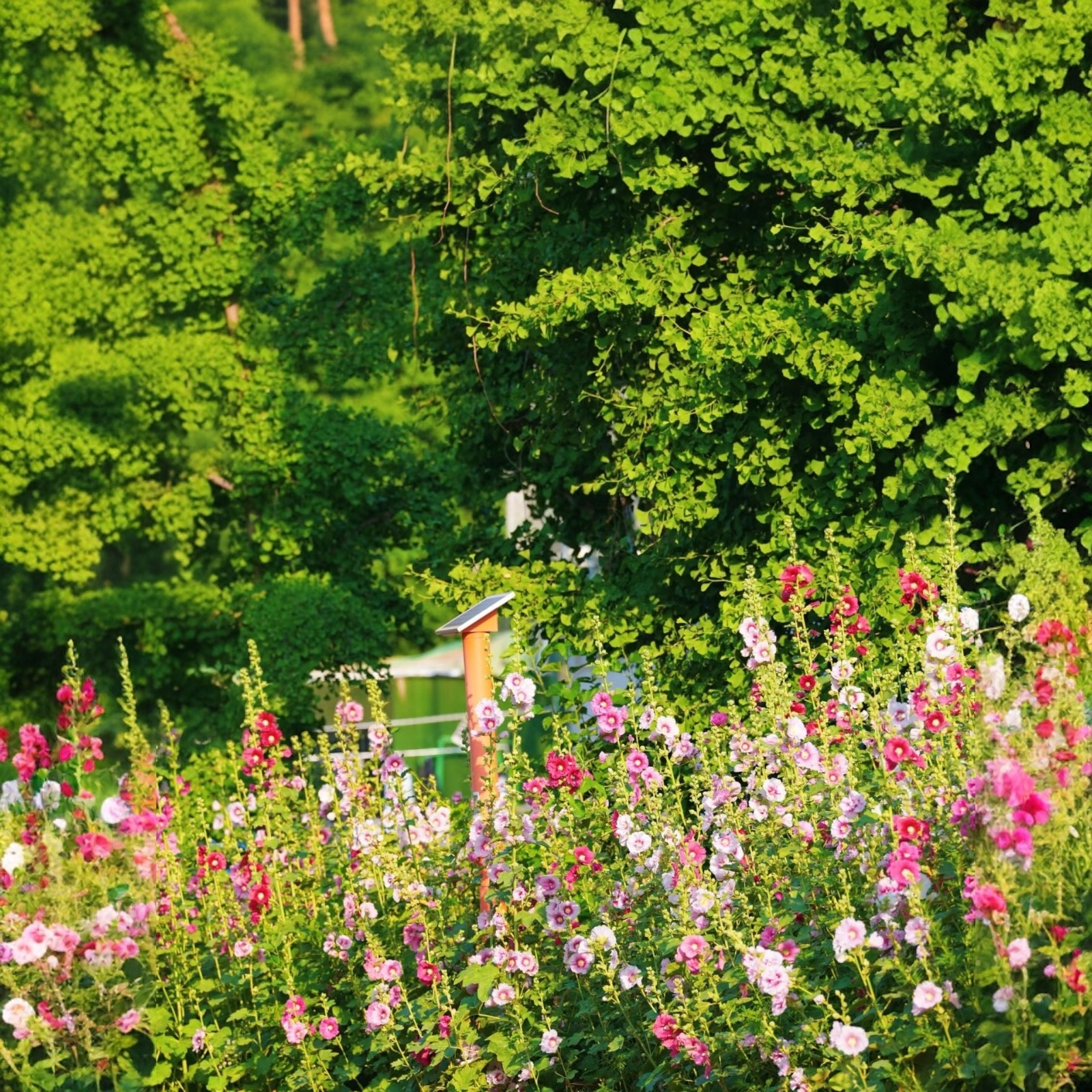 50pcs hollyhock seeds white pink red free shipping
