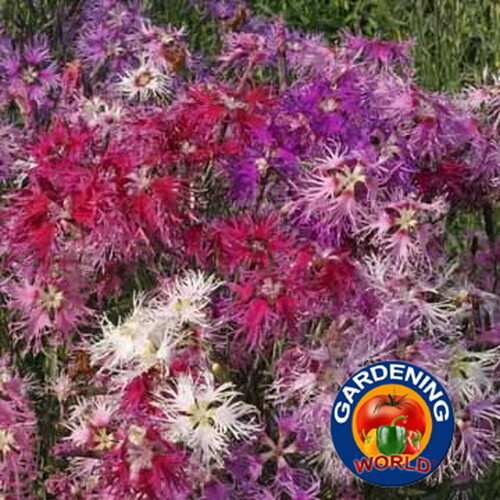 1oz Dianthus Rainbow Loveliness Mixed Flower Seeds (50,000+ Seeds)