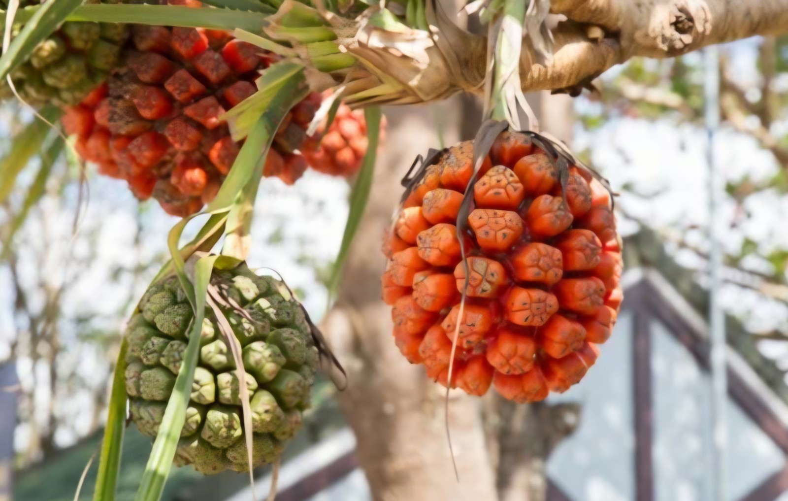 Pandanus utilis Screw Pine organic seeds fresh rare Hala tree 5 seeds Florida