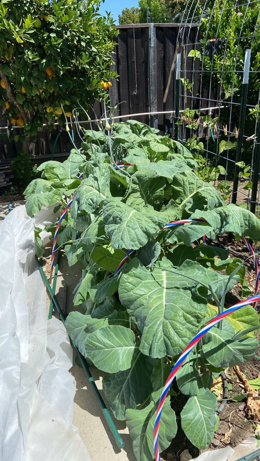 TREE COLLARD SEEDS – 100+ seeds – California variety “MONTARA” – 7 feet tall