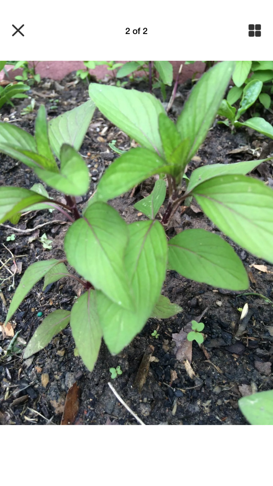 5 Chocolate Mints Rau hung cay Culinary Herbs Mentha perennial flower herb COL