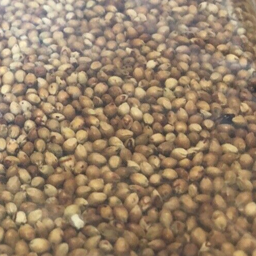 ROX ORANGE, SORGHUM CANE SYRUP SEEDS, 1oz, Waconia, Non-GMO S&H with Tracking #