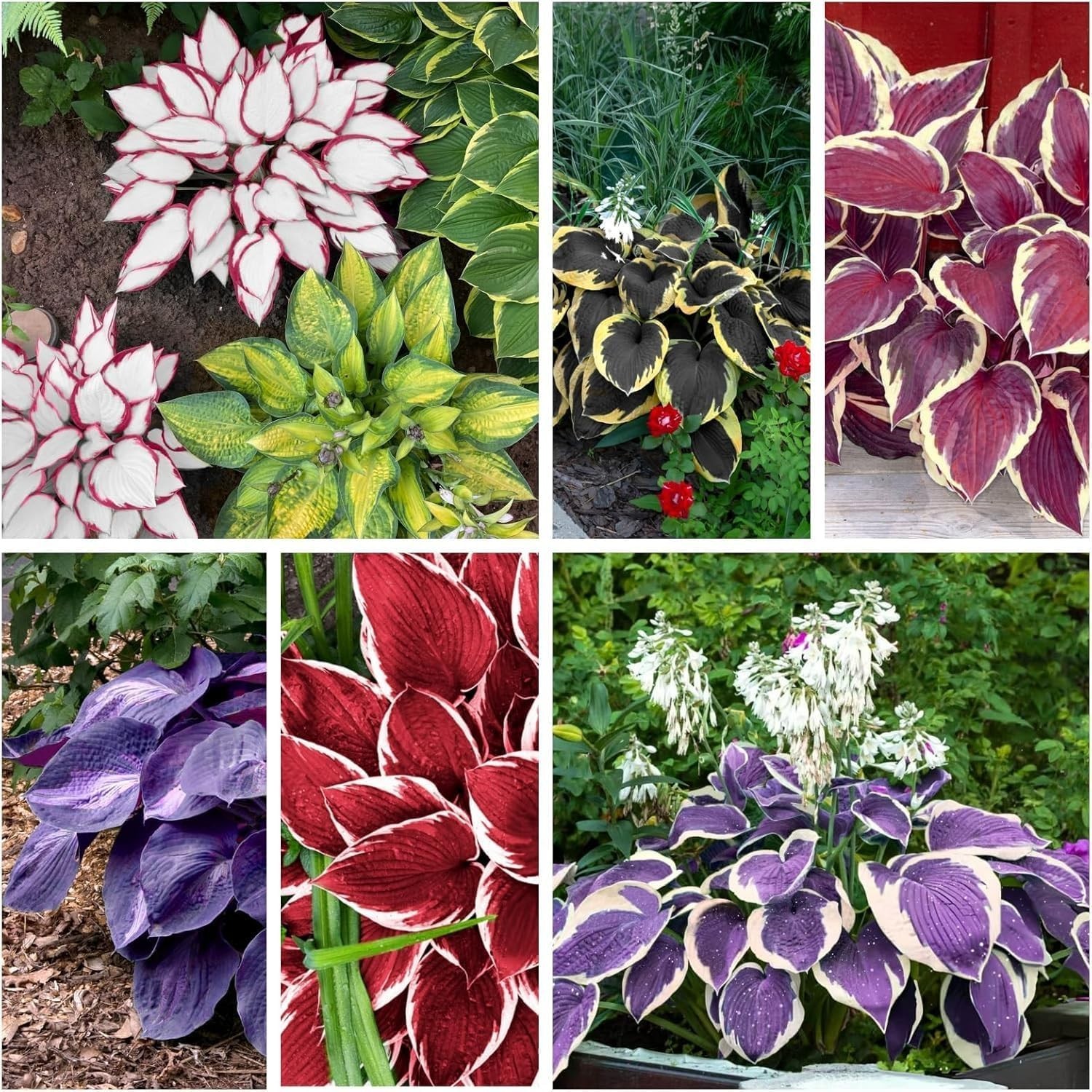 Perennial Hosta Plant Seeds – 100pcs Colorful Foliage for Easy Gardening