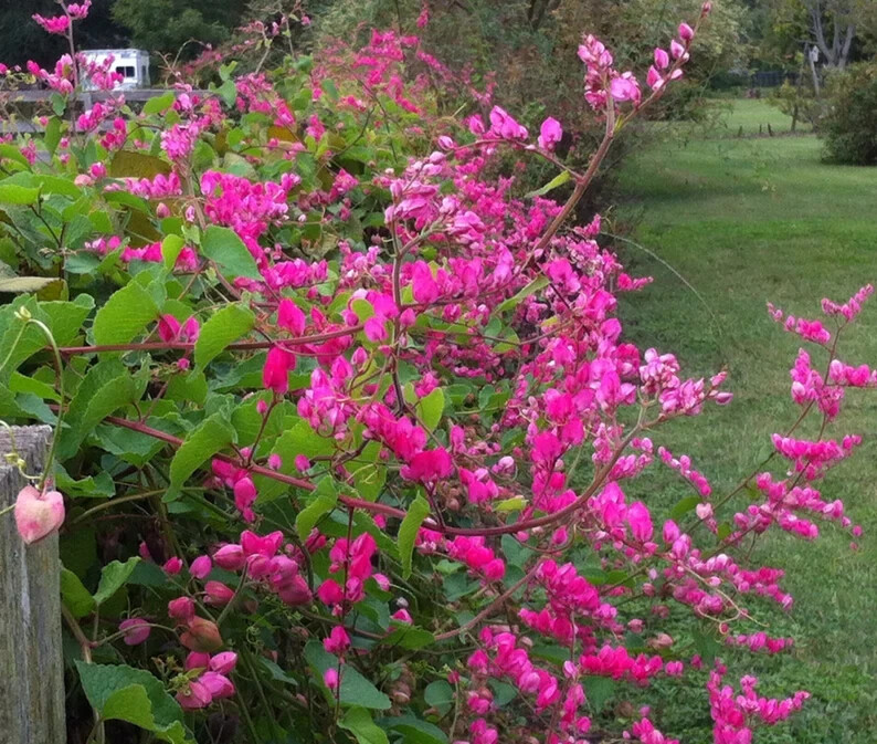 Coral Vine Antigonon leptopus~~SMALL Rooted Starter Plant~Butterflies love it!!!