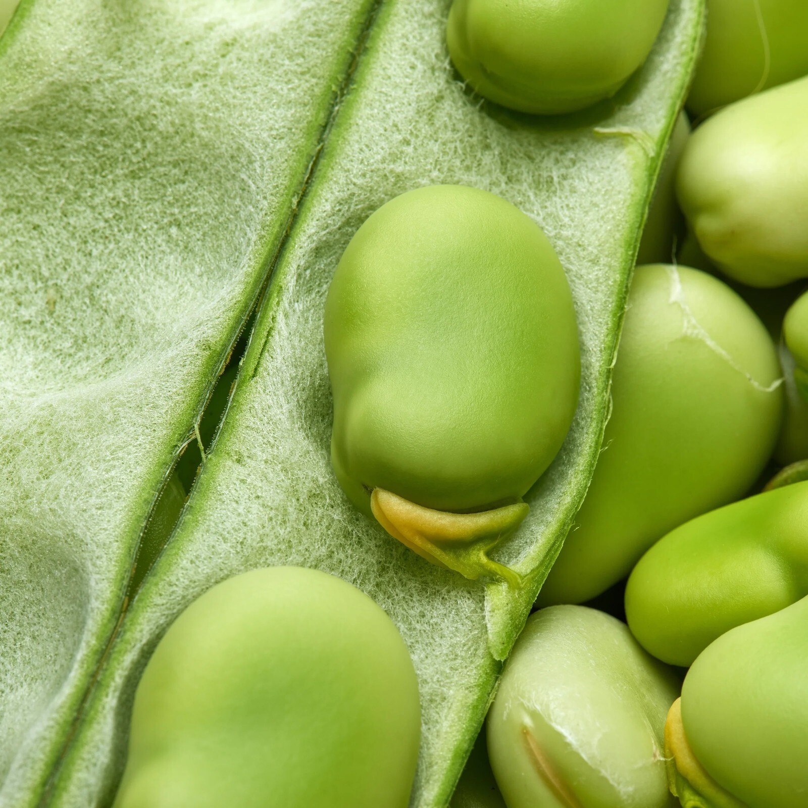 25+ Broad Windsor Fava Bean Seeds, NON-GMO, Mediterranean, Cover Crop