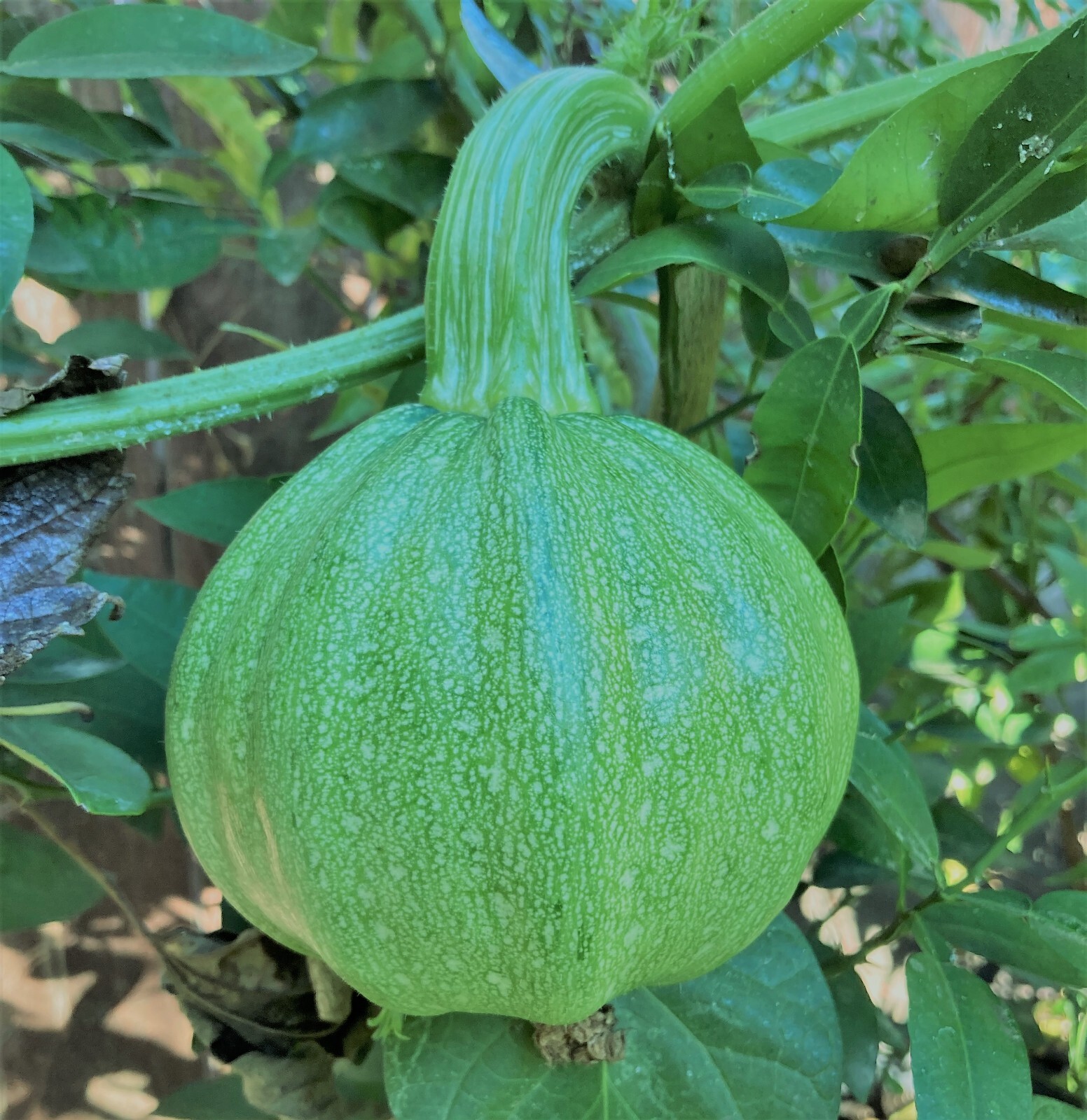 Green Striped Pumpkin (pepita) Heirloom Seeds Very Rare 10 Non GMO Seeds