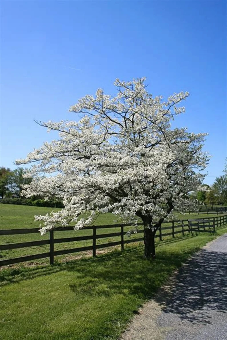 500 – 1,000 White American Flowering Dogwood Tree Seeds (Cornus florida) Hardy-5