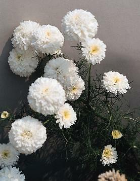 Tanacetum parthenium Matricia parthenium Santana White 250 seeds