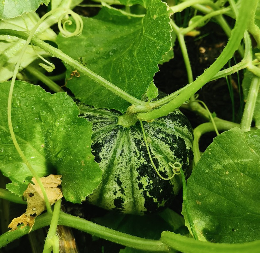 25 Heirloom Kajari Melon Seeds – Exotic Striped Sweet High Yielding Indian Melon