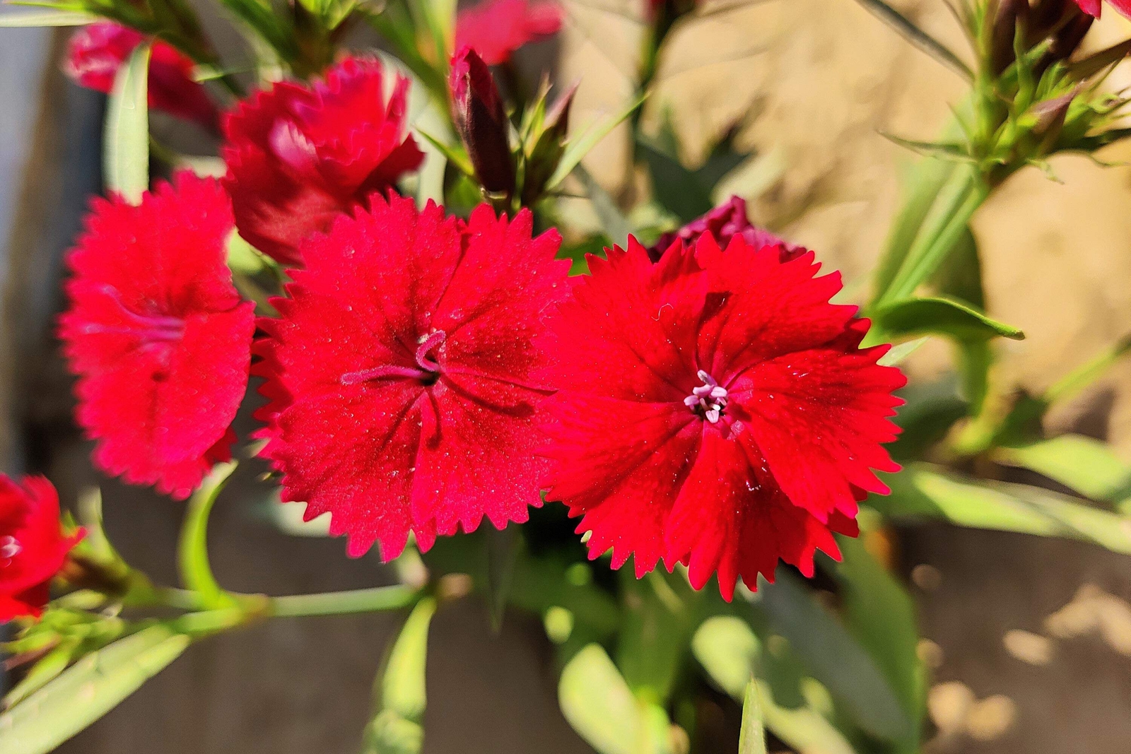 100 RED CARDINAL DIANTHUS Caryophyllaceae Flower Seeds *Flat S/H