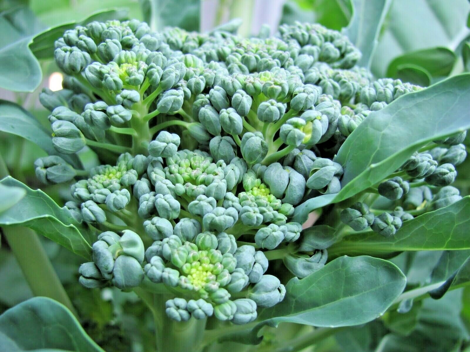 300+Green SPROUTING BROCCOLI Seeds Organic Heirloom Cool Season Vegetable Garden