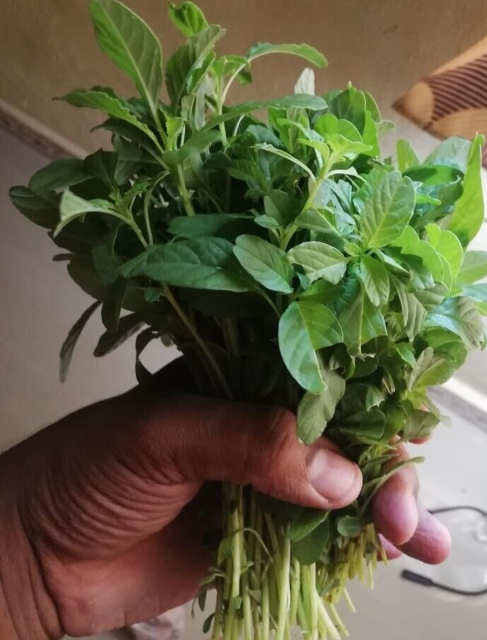 Sirukeerai Siru keerai Amaranthus polygonoides 500 mg seeds