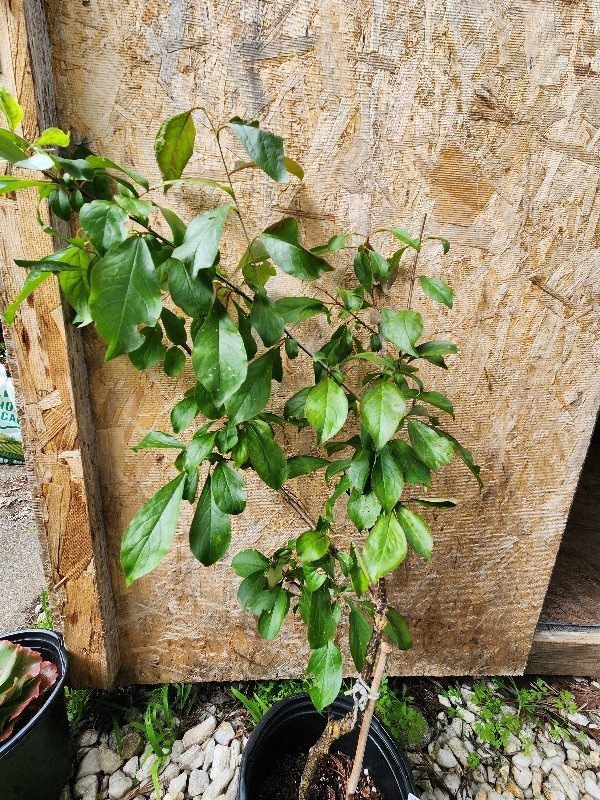 Mature Japenese Howard’s Miracle Plum Tree Large 28” Tall Airlayed 2 Yrs Old