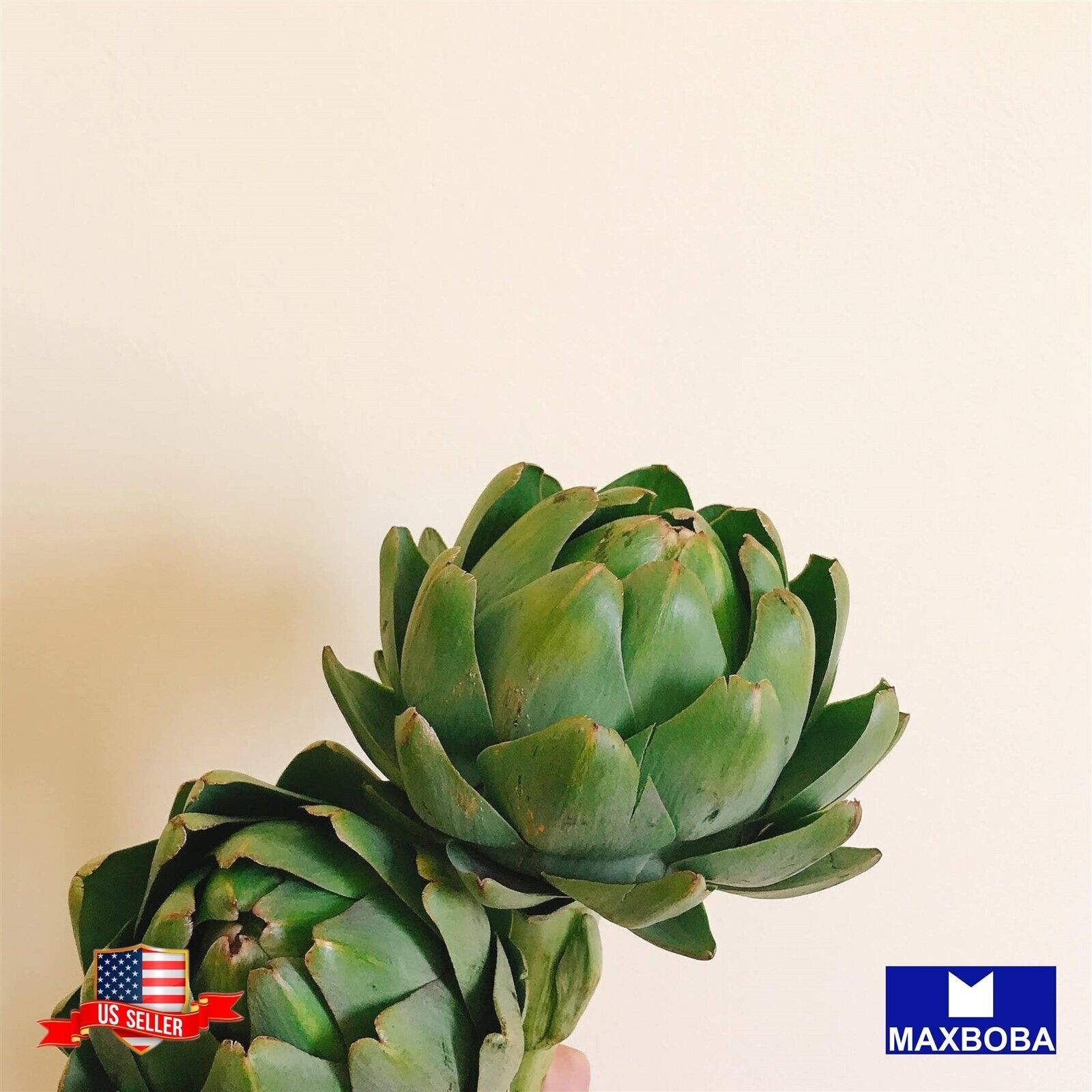 Artichoke 10 Fresh Seeds Green Globe Perennial Non-GMO Heirloom