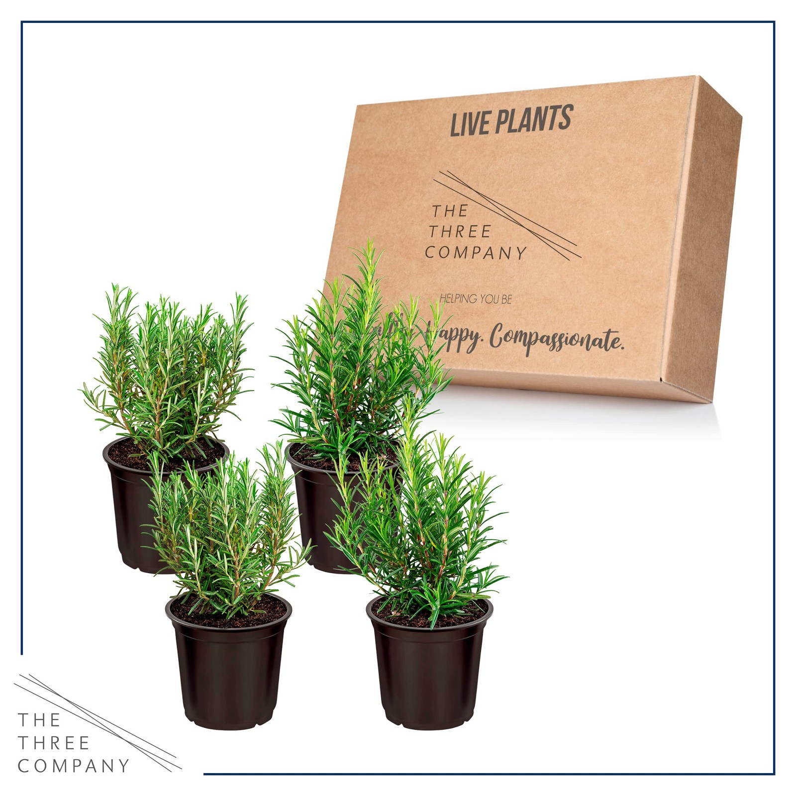 Aromatic Edible Rosemary Herb Pack – Enhances Breathing & Air Quality, 8″x3″