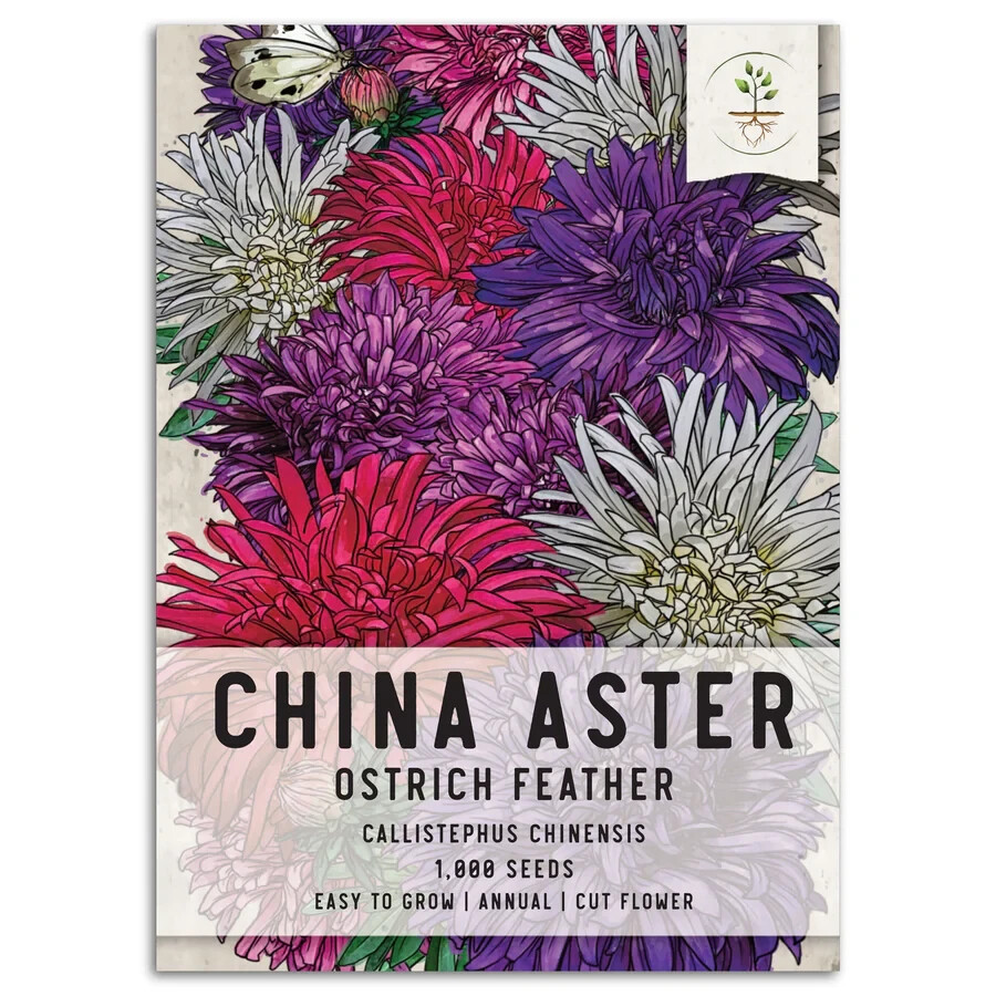 3 – Ostrich Feather China Aster Seeds For Planting Callistephus chinensis