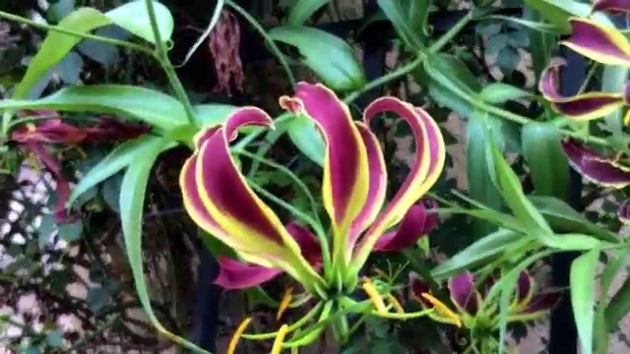 Gloriosa carsonii | Climbing or Creeping Lily | 10 Seeds