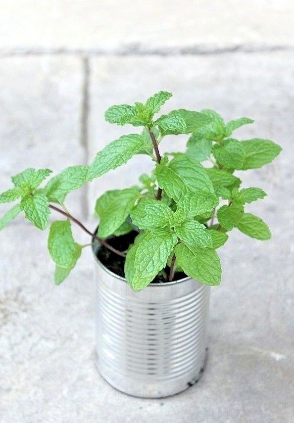301+SPEARMINT Seeds Organic Herb Mint Tea Patio Container Vegetable Garden Easy