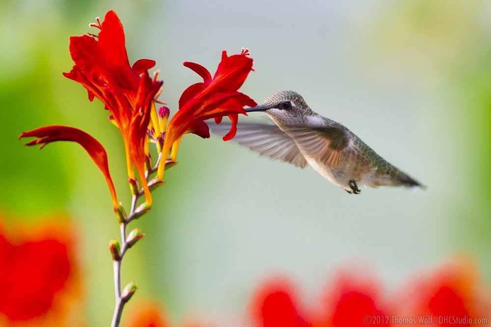 3 Crocosmia Lucifer Flower BULBS – Attracts Hummingbirds *Spring Planting