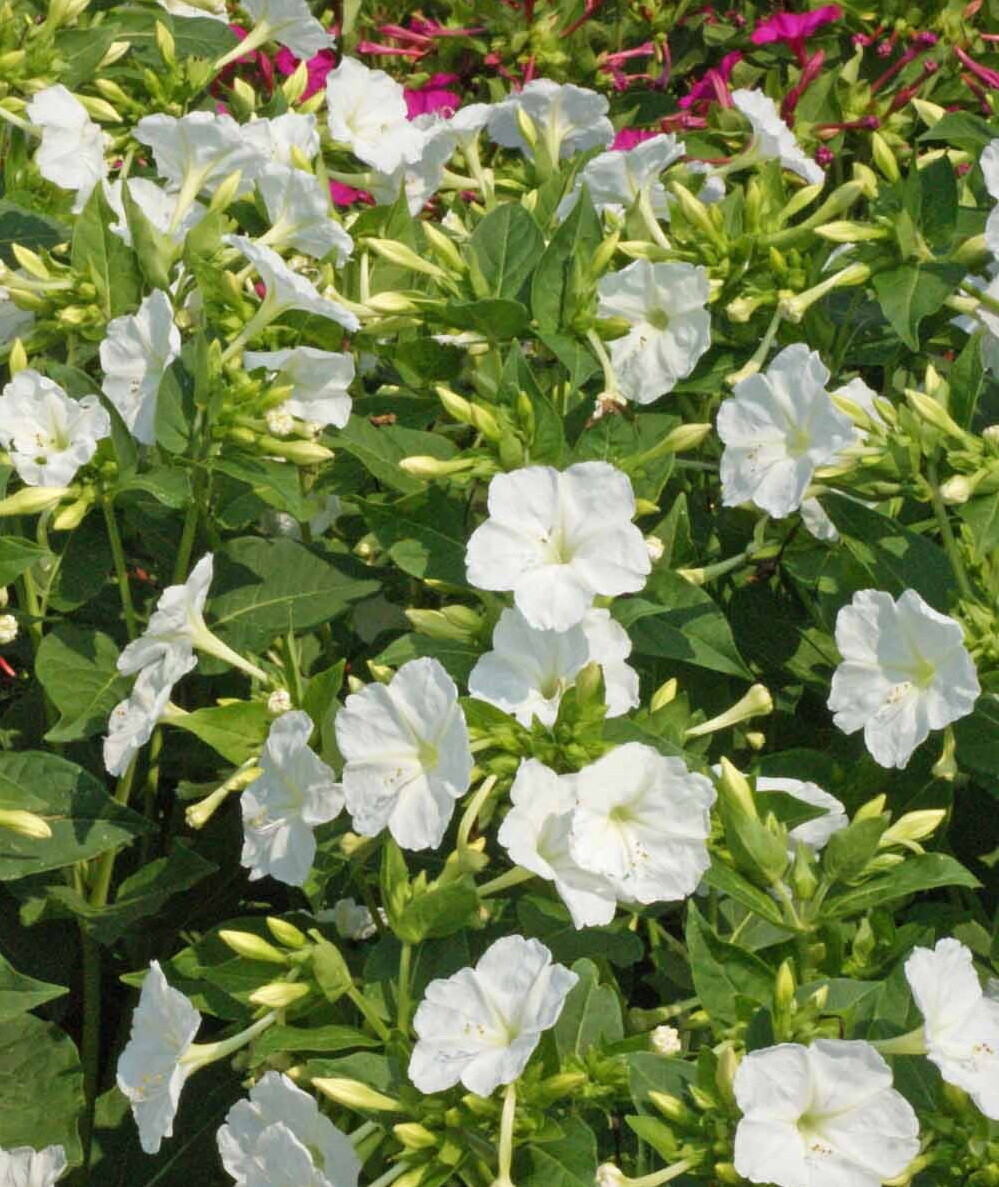 100 White Four O’Clock Flower Seeds Mirabilis jalapa
