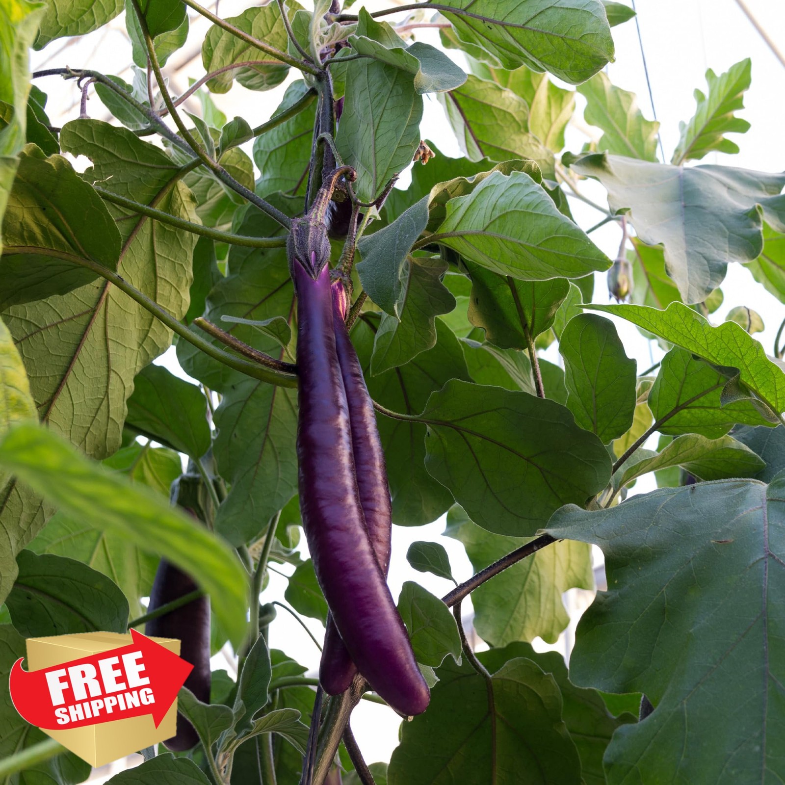 Banyan Botanicals Organic Eggplant Seeds Ping Tung Long 30 Count Non-GMO