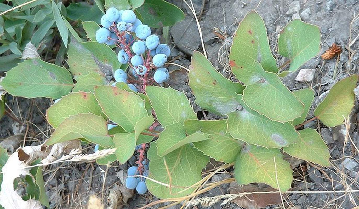 1-1000 PCS Creeping Barberry Tree Seeds Fruit Blue Mahonia Repens Berberis 0154