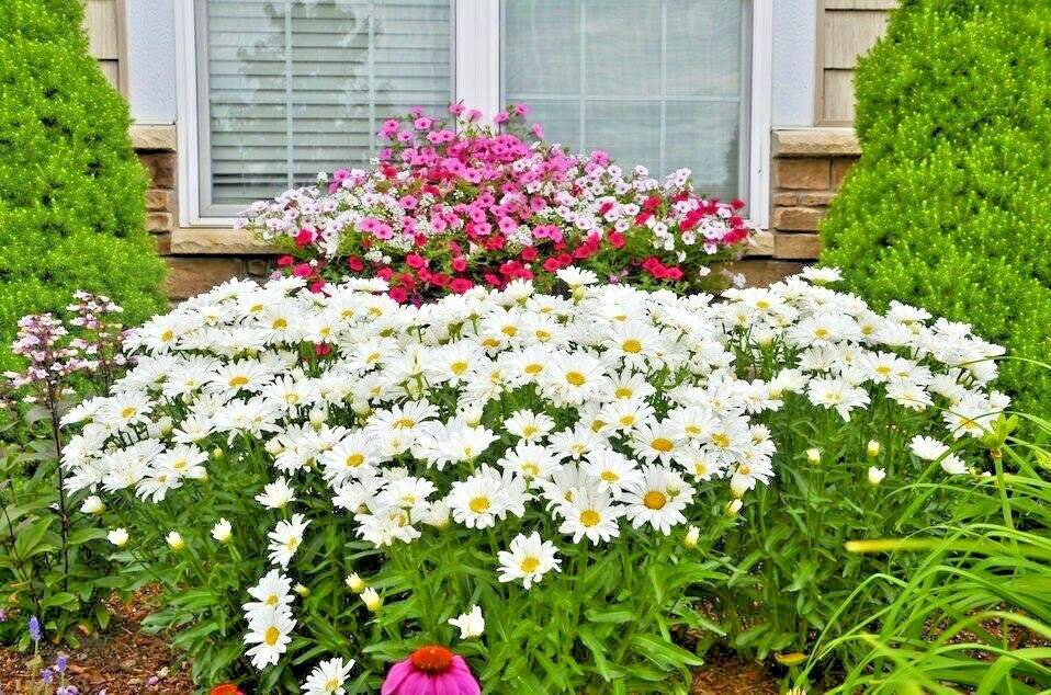 301+SILVER PRINCESS Seeds Dwarf Shasta Daisy Cut Flowers Container Garden Easy