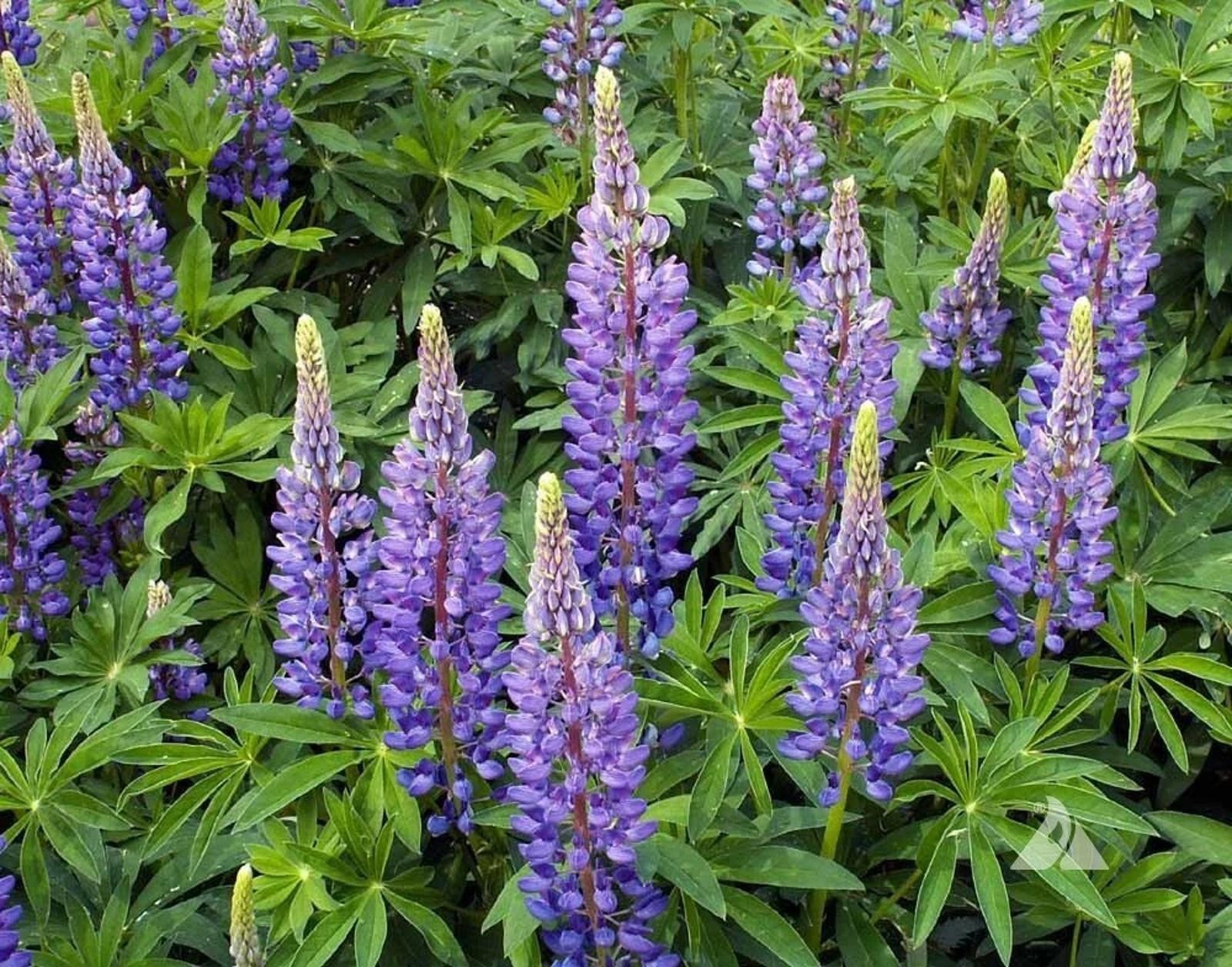 3000 Hummingbird & Butterfly Pollinator Wildflower Seeds Mix Non-GMO